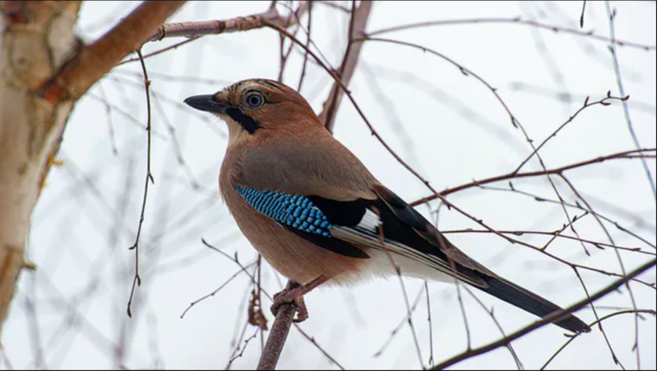 Sójki są wyjątkowo inteligentne. Mają "ludzką" cechę