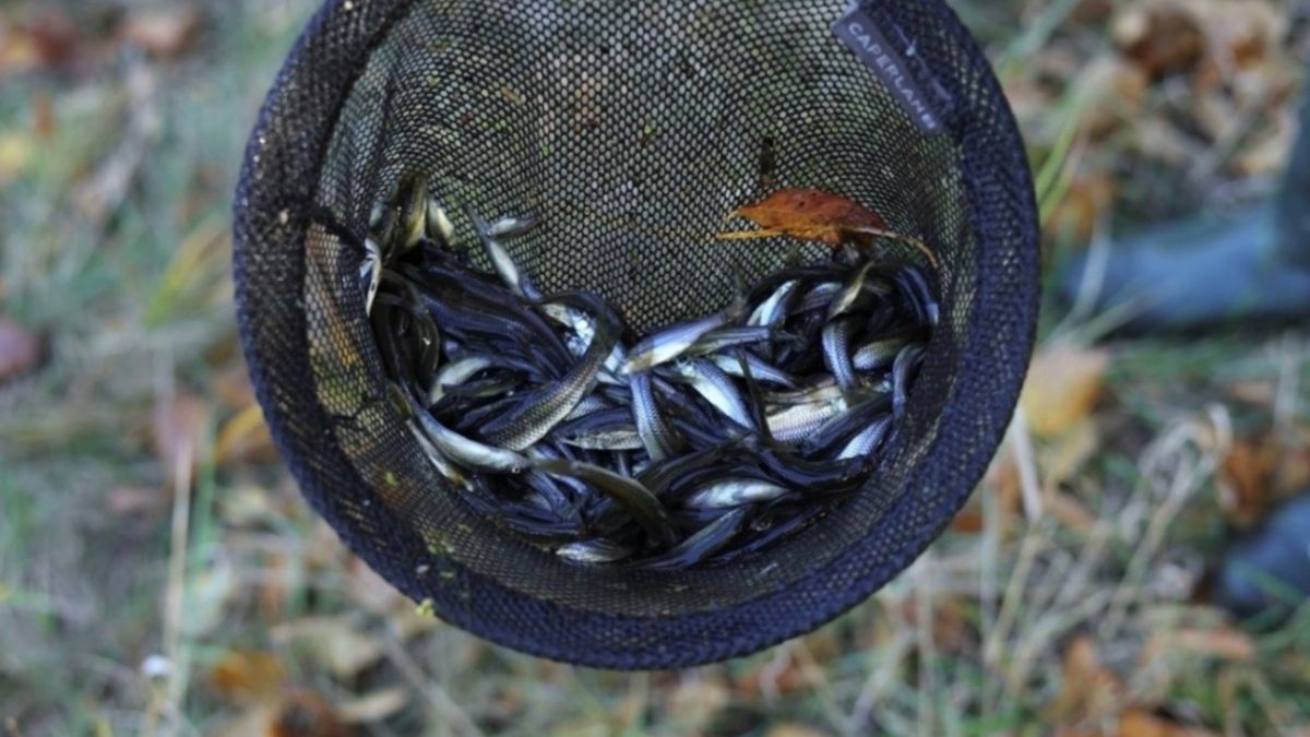 Czebaczek amurski wyłowiony ze stawu na "Traszkach Ratajskich"