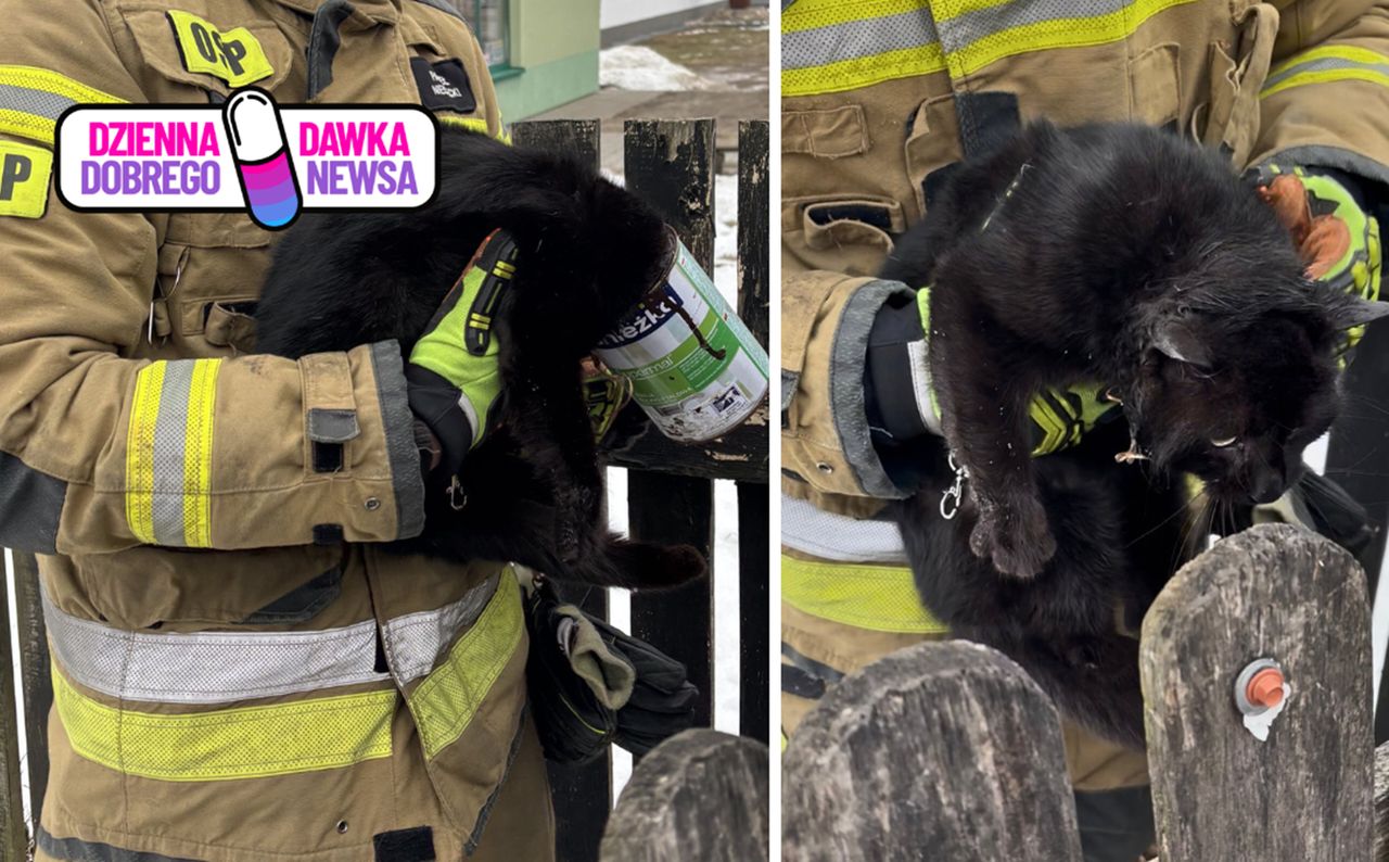 Nie wahali się ani chwili. Uratowali kota z opresji. Gdzie on wsadził głowę?