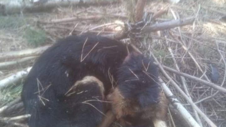 Złotówek. Pies przywiązany do drzewa. Zmarł w męczarniach