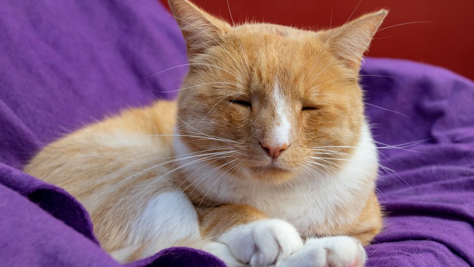Domestic ginger cat with a swollen nose due to pus and abscess from infected cut on head
abscess, acne, adorable, animal, boil, cat, cats, comfortable, cone, cut, cute, domestic, eyes, face, feline, fluffy, funny, fur, furry, ginger, head, health, hurt, infection, inflammation, isolated, kitten, kitty, lovely, mammal, medicine, nap, nose, orange, pain, paw, pet, portrait, pus, resting, septic, sick, sitting, skin, sleeping, swell, swollen, tabby, treatment, unwell, abscess, acne, adorable, animal, boil, cat, cats, comfortable, cone, cut, cute, domestic, eyes, face, feline, fluffy, funny, fur, furry, ginger, head, health, hurt, infection, inflammation, isolated, kitten, kitty, lovely, mammal, medicine, nap, nose, orange, pain, paw, pet, portrait, pus, resting, septic, sick, sitting, skin, sleeping, swell, swollen, tabby, treatment, unwell