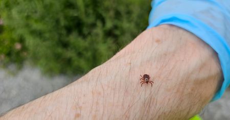 Rozsypali to na ziemi. Kleszcze niemal całkowicie zniknęły