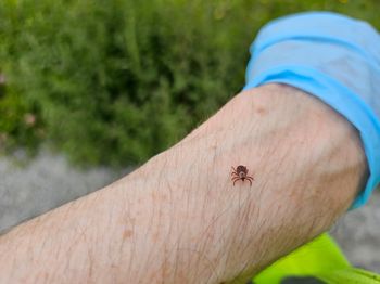 Naukowcy znaleźli sposób na kleszcze. W niektórych miejscach niemal zniknęły