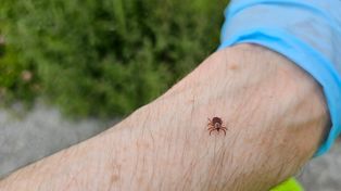 Naukowcy znaleźli sposób na kleszcze. W niektórych miejscach niemal zniknęły