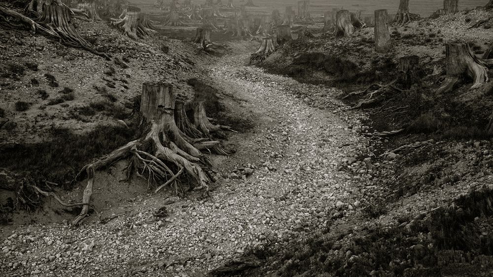 „Clearcut” to opowieść o tym, dlaczego potrzebujemy Dnia Ziemi 1