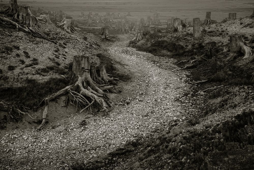 Projekt Joe Freemana, zatytułowany „Clearcut”, to wstrząsająca seria pokazująca wystające konary ściętych drzew, które zostały ścięte w 1917 roku, a wcześniej piętrzyły się nad Keechelus Lake. Ziemia dookoła przypomina cmentarz natury z kilkoma wystającymi drzewami przypominającymi nagrobki. Joe nazywa ten teren „dezorientującym i potencjalnie zdradliwym”, ponieważ na tej pozornie martwej ziemi aż roi się od ruchomych piasków.