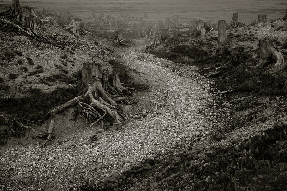 „Clearcut” to opowieść o tym, dlaczego potrzebujemy Dnia Ziemi 1