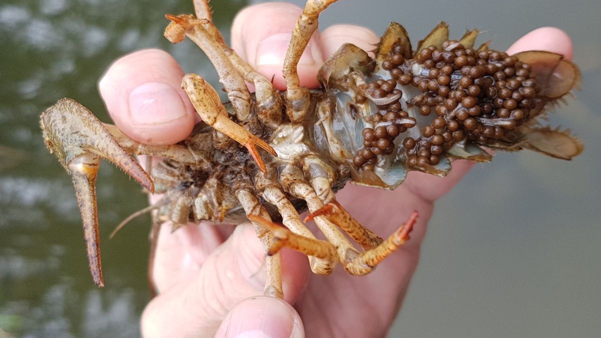 Samica i jej jaja na odwłoku