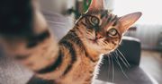Twój kot tak robi? W ten sposób pokazuje, że ci ufa i cię kocha