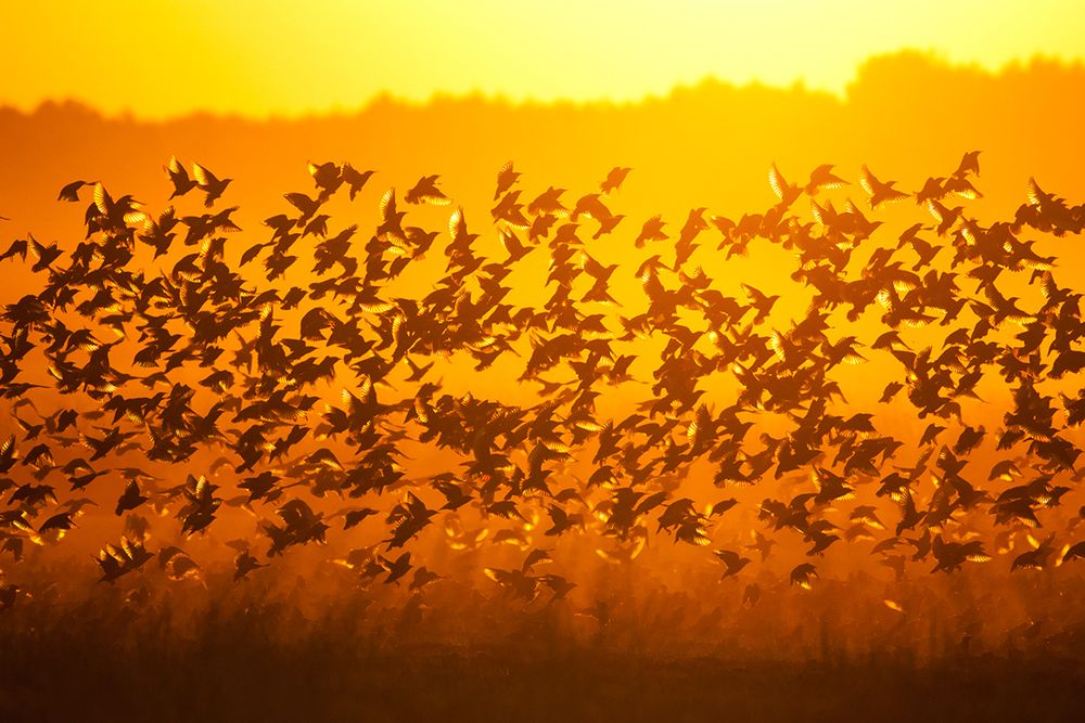 Siena International Photography Awards - Mateusz Piesiak nagrodzony po raz kolejny 2