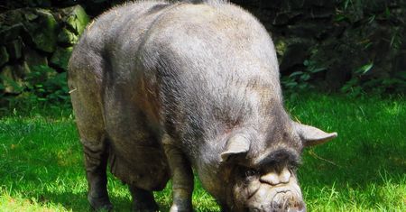 Skąd się wziął bloatware? Historia zbędnego oprogramowania, część III