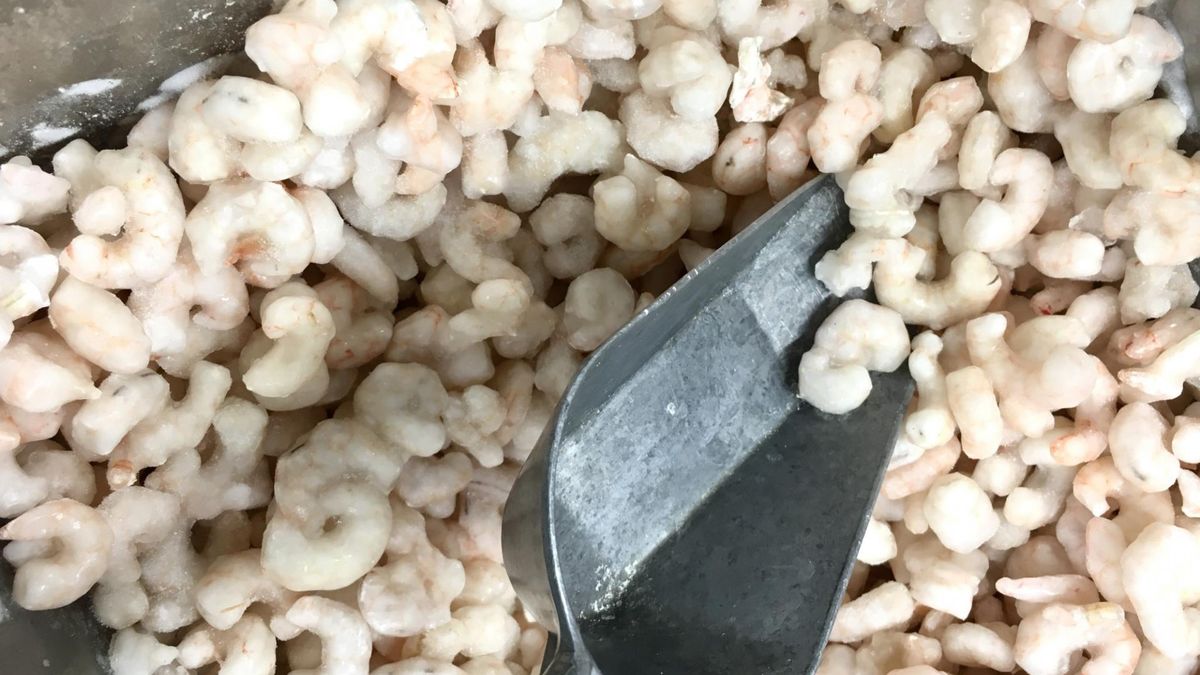 Australijcy naukowcy wykryli mikroplastik w ciałach wszystkich 5 badanych zwierząt