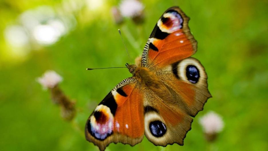 Motyl