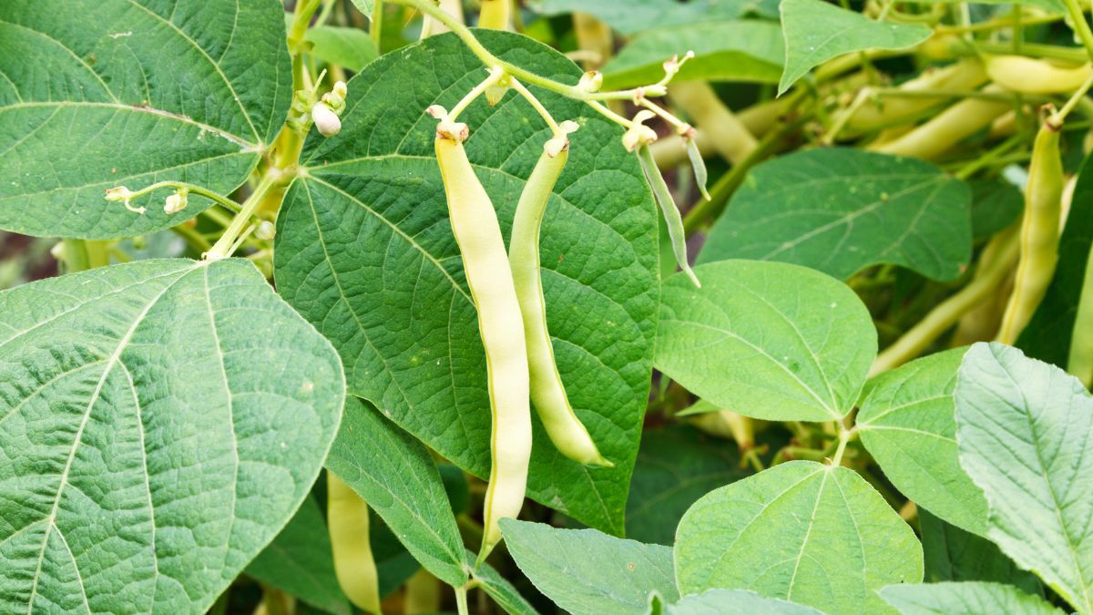 Fasolka szparagowa zawiera naturalne toksyny