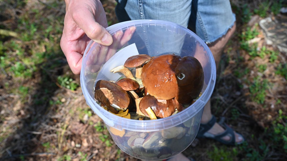 Koniec sezonu grzybiarskiego