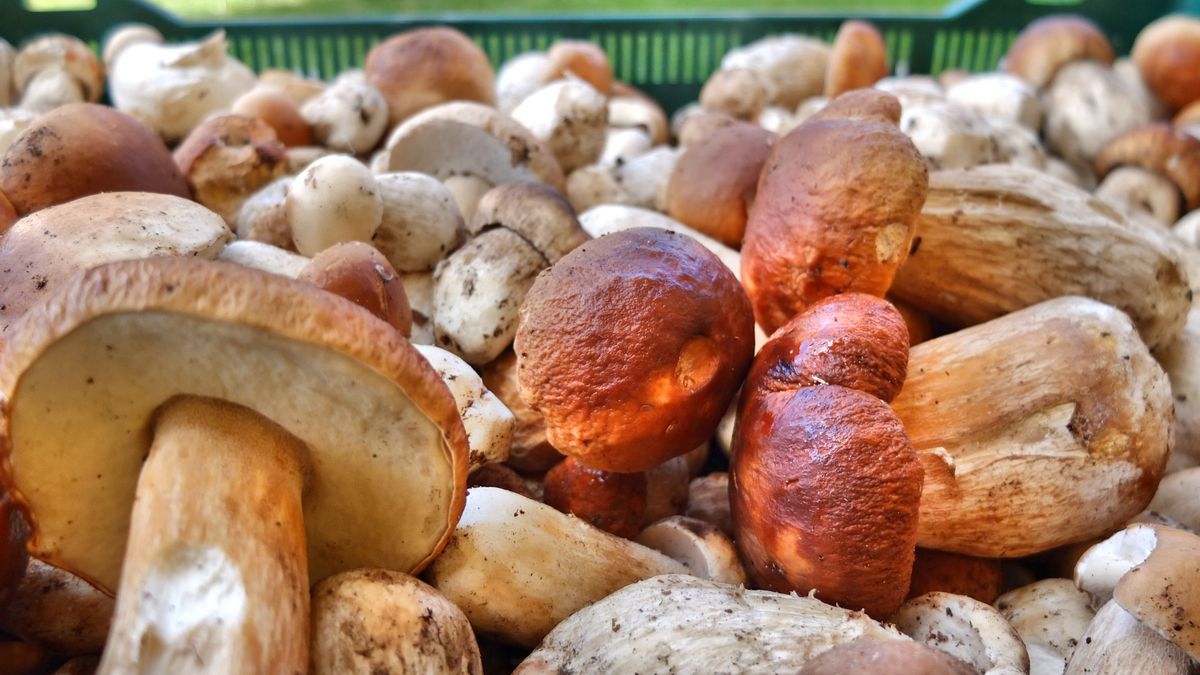 Po ulewa nastąpił wysyp grzybów w wielu miejscach kraju