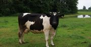 Bardzo drogie polskie krowy. Pojawiają się i od razu znikają