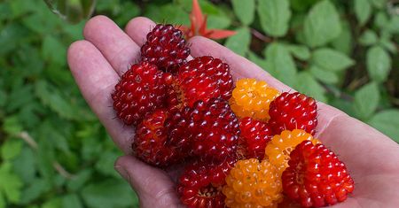 Surowa jeżyna rubus spectabilis
