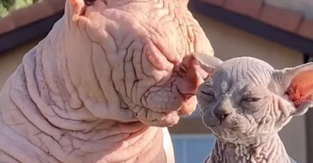 Rasa kotów XL Bully Cats zyskuje na popularności. Eksperci ostrzegają