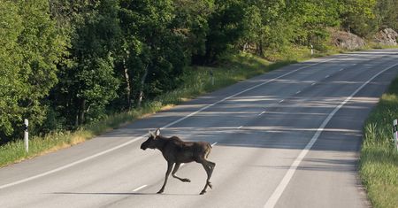 Inwazja łosi z Polski? Niemcy widzą ich coraz więcej