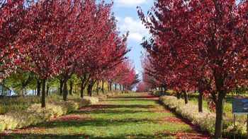 Wojsławice: Zakończenie sezonu 2025 w Arboretum Wojsławice - barwy jesieni, jarmark, muzyka i wspólne biesiadowanie w promieniach słońca