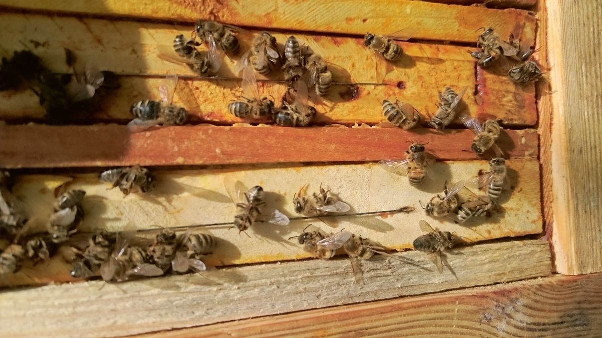 Nowe fakty w sprawie wytrucia 2,5 miliona pszczół w Chmielniku. Są wyniki badań toksykologicznych