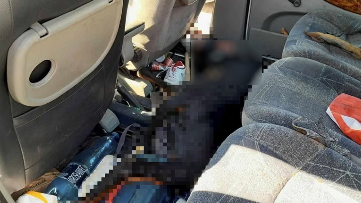 Foto: Biuro Schroniska dla Bezdomnych Zwierząt w Kaliszu /