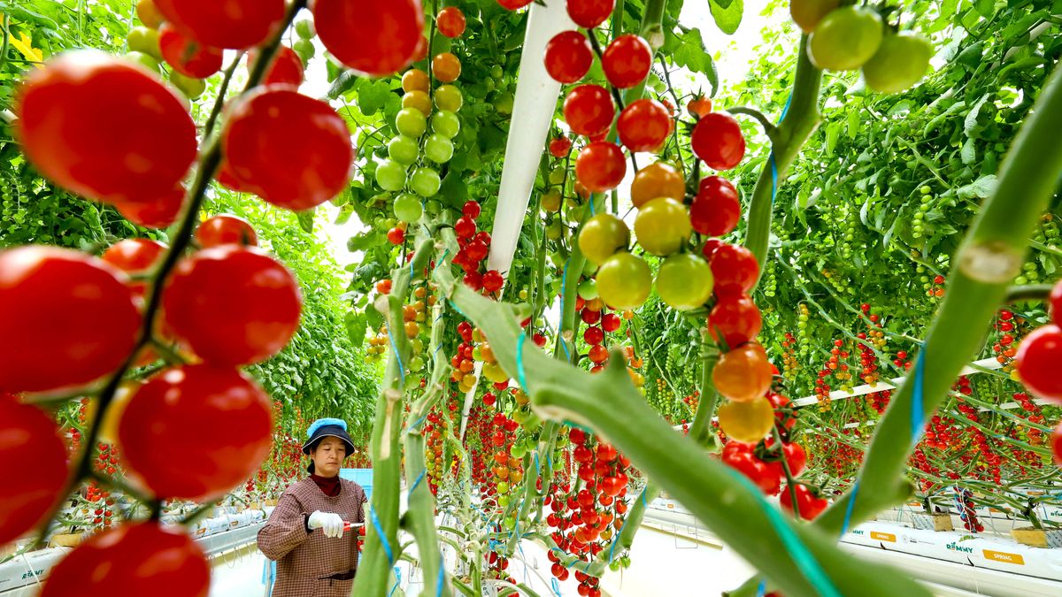 ZHANGYE, CHINA - NOVEMBER 18: A worker picks cherry tomatoes at an intelligent greenhouse of Sanhe Smart Agriculture Industrial Park on November 18, 2025 in Zhangye, Gansu Province of China. (Photo by VCG/VCG via Getty Images)