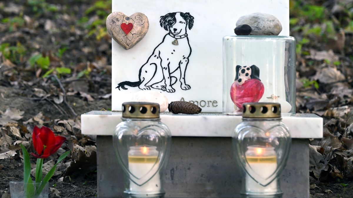 Cmentarz dla zwierząt