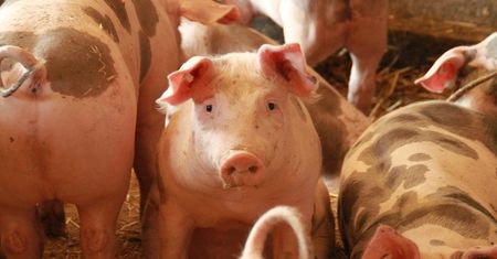 Poił zwierzęta wodą ze studni. Gigantyczna kara dla rolnika