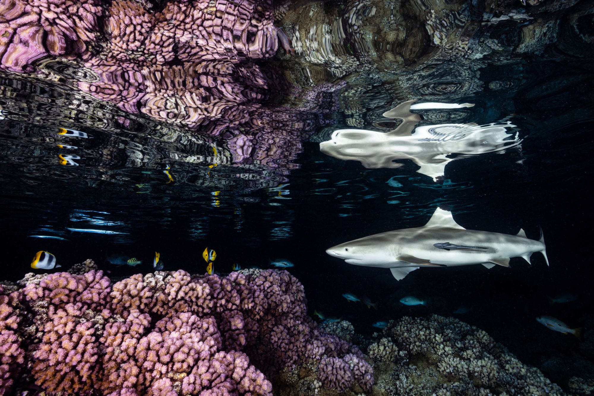 Najpiękniejsze zdjęcia oceaniczne, jakie zobaczysz. Aż nie chce się wierzyć, że są prawdziwe 6