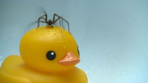 Boisz się pająków? [wideo] 1