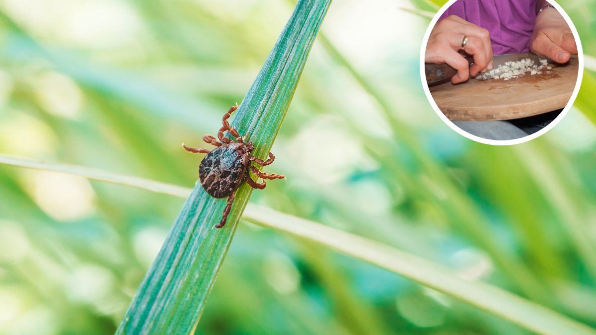 Zjedz przed spcerem po lesie lub łące. Kleszcze nienawidzą tego warzywa i będą uciekać w popłochu