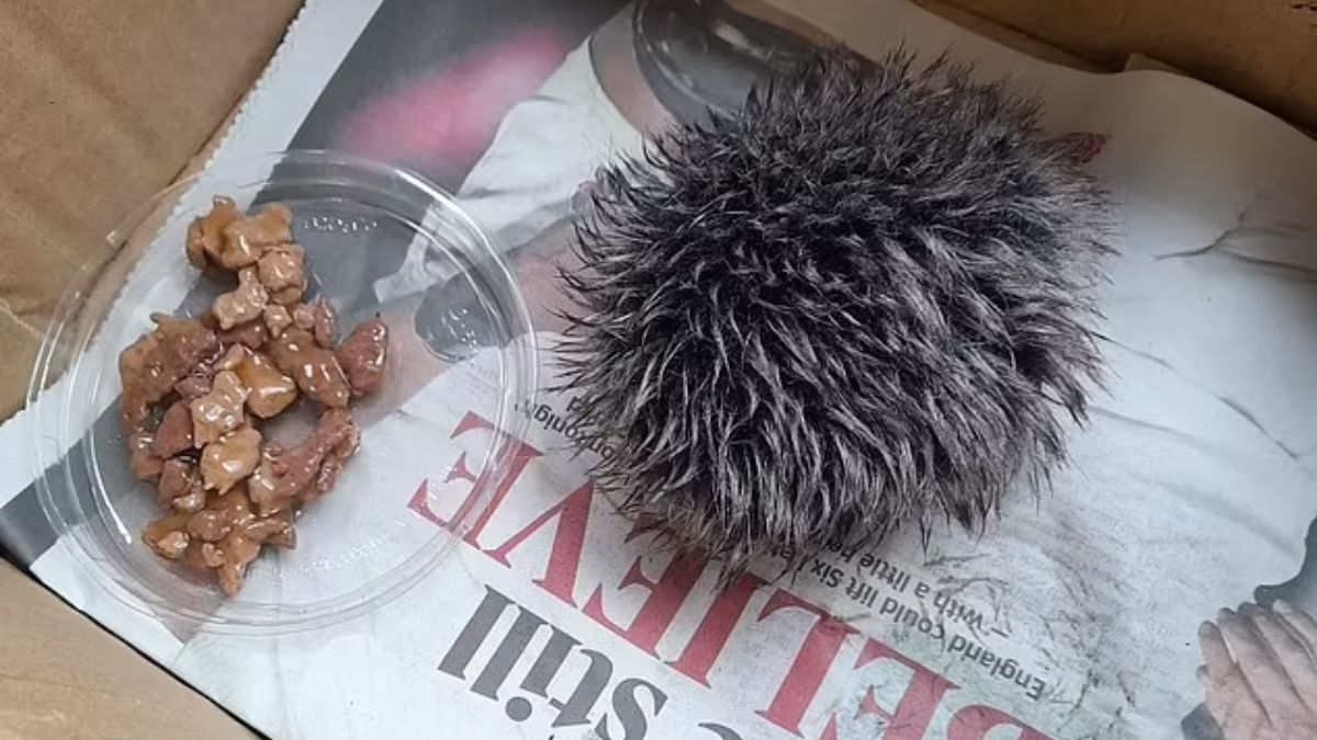 Chory jeż okazał się pomponem od czapki.