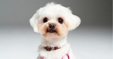 #AdoptujŚwiadomie! Suczka Poppy znalazła nowy dom!