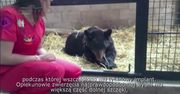 Uratowany z cyrku niedźwiedź czarny wraca do zdrowia po operacji szczęki
