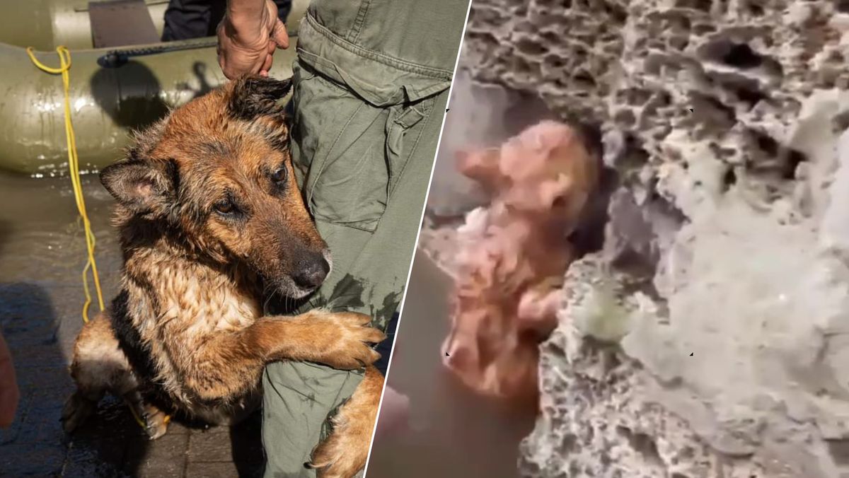 Poruszające obrazy z Ukrainy. Nagrania obiegły świat