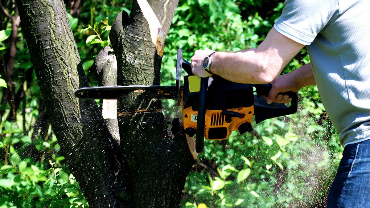 Gałęzie sąsiada na twojej działce? Oto co mówi prawo