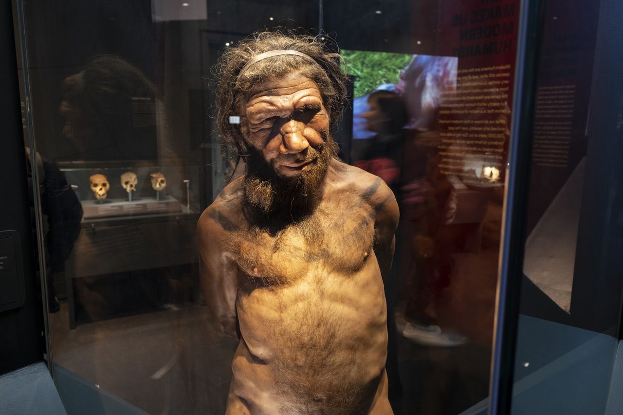 To białko różniło ludzi od Neandertalczyków. Dlatego wyginęli?