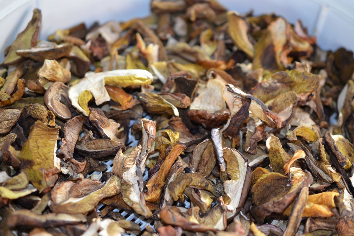 Not all mushrooms are suitable for drying