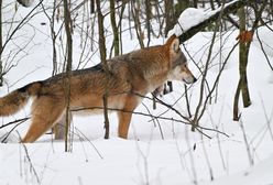 Martwy wilk na posesji. Był postrzelony?