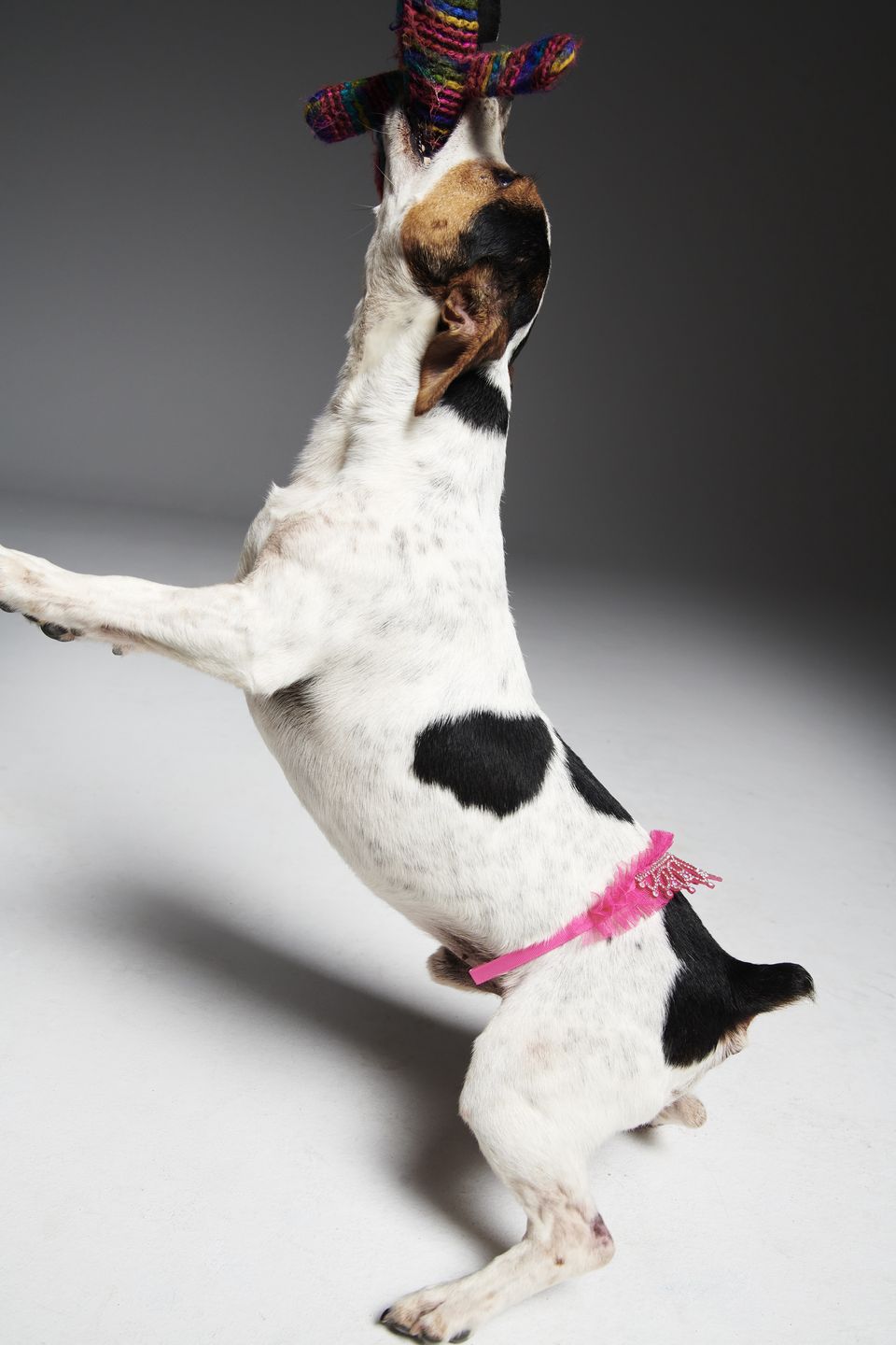 #AdoptujŚwiadomie: Szukamy domu dla pełnego energii Enej