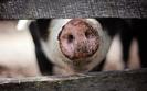Świński wirus zagraża polskiej branży mięsnej. ASF nie przestaje się rozprzestrzeniać 