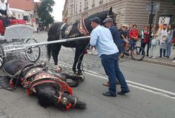 Dorożkarski koń przewrócił się pod Wawelem. "Nie zamierzacie nic z tym robić?!"