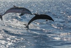 Polacy uratowali delfina. Jest wideo z akcji