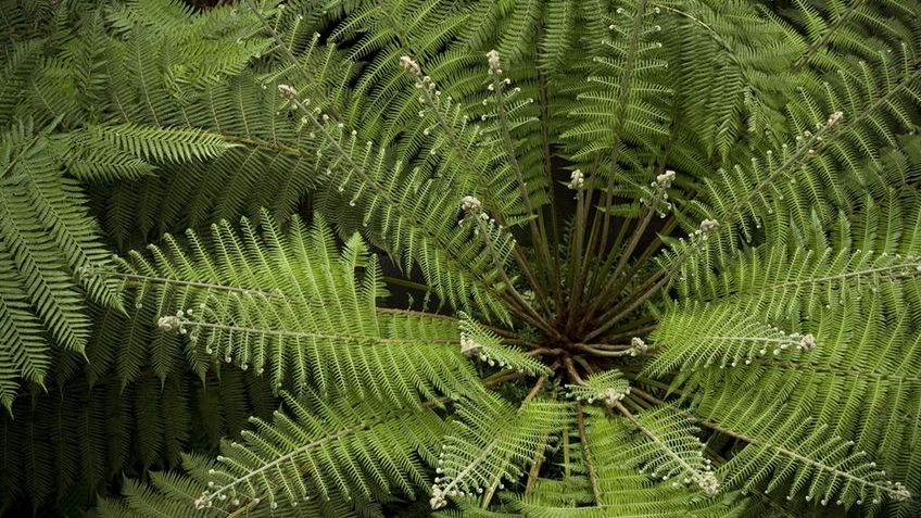Gotowane olbrzymkowce (gatunek paproci) bez dodatku soli