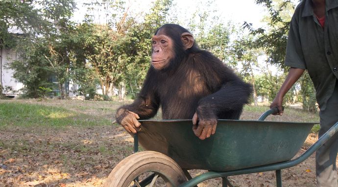 Jane Goodall: uratowane szympansy z Konga