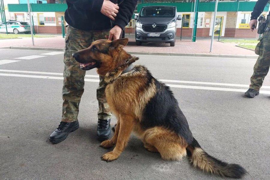 Owczarek przybiegł z Białorusi. Znaleźli go polscy funkcjonariusze