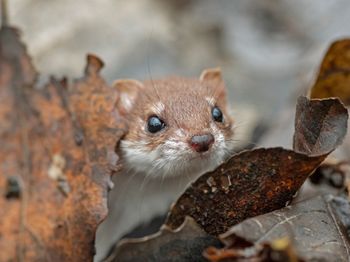 To nie kuna. Jeśli ją wypatrzysz w ogrodzie, działaj od razu