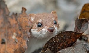To nie kuna. Jeśli ją wypatrzysz w ogrodzie, działaj od razu